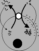 \scalebox{0.5}{\includegraphics{pump}}